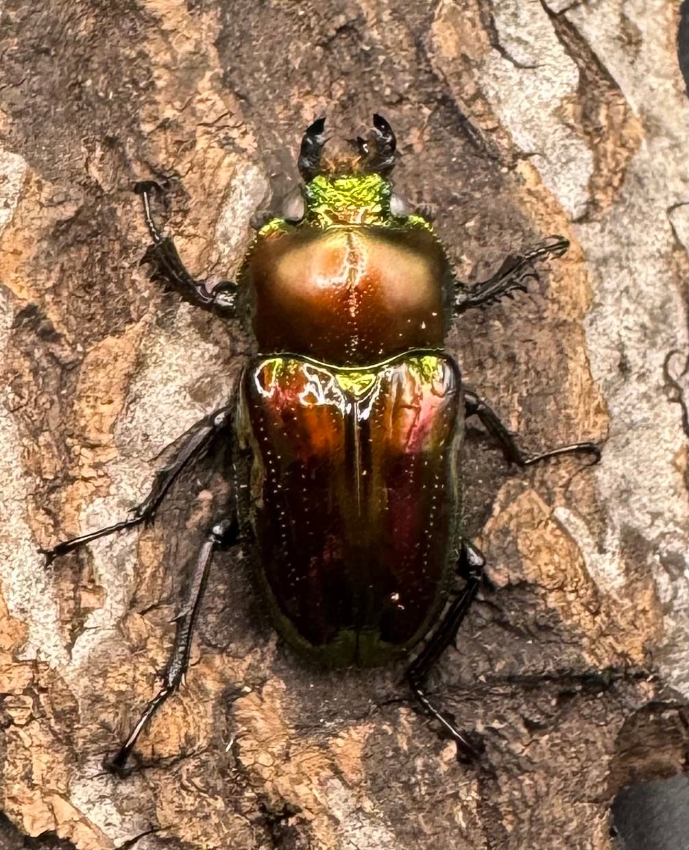 《ニジイロクワガタ 59mm ペア》