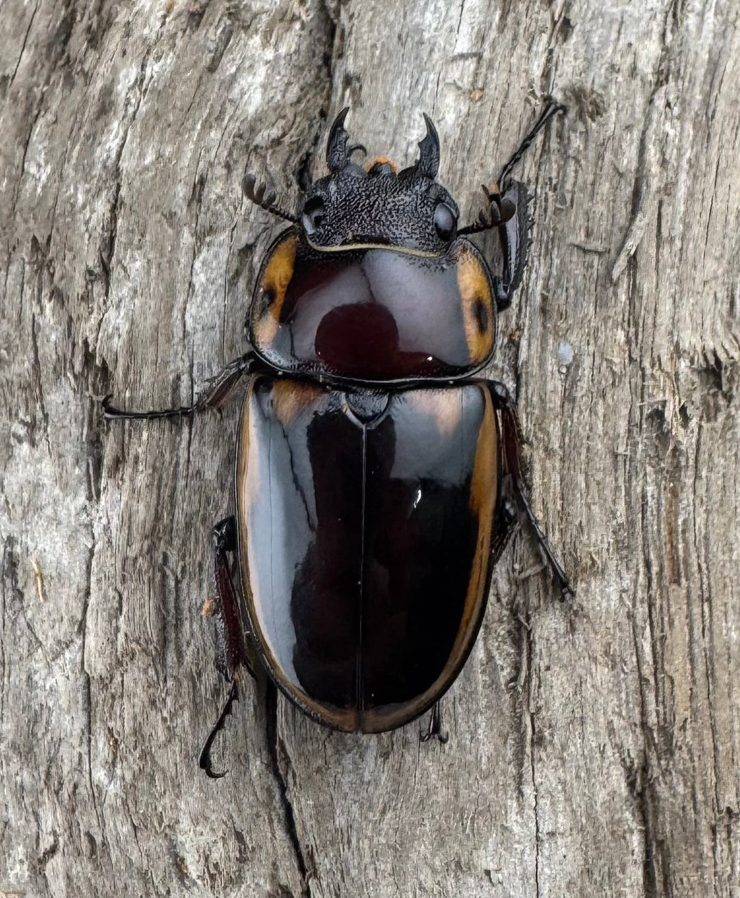 【WD】《ファブリースノコギリ原名亜種 49.5mm A'品ペア》