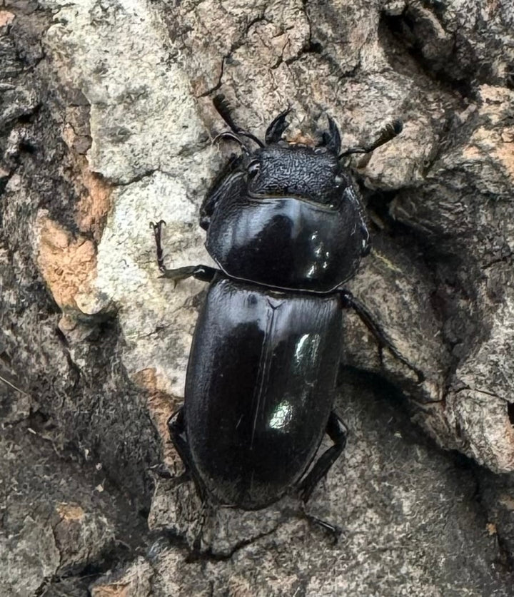 【WD】《グラキリスノコギリヒラタクワガタ 39mm ペア》