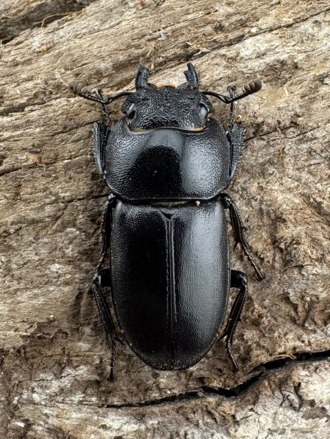 【WD】《グラキリスノコギリヒラタクワガタ 52mm ペア》