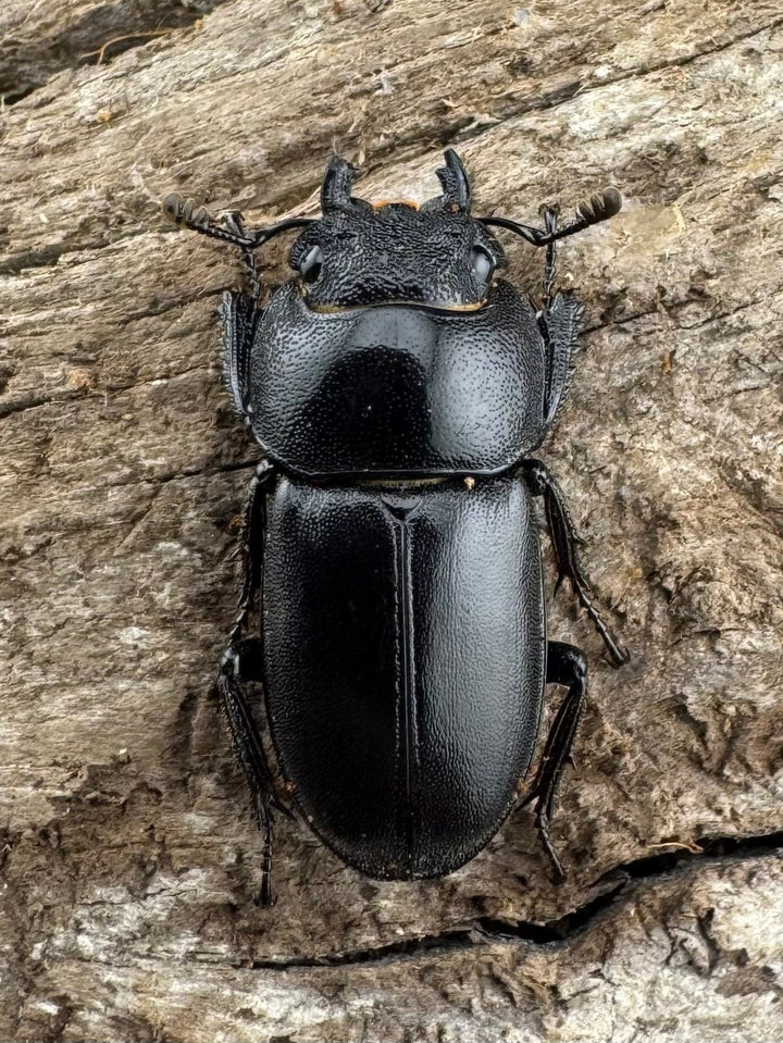 【WD】《グラキリスノコギリヒラタクワガタ 52mm ペア》