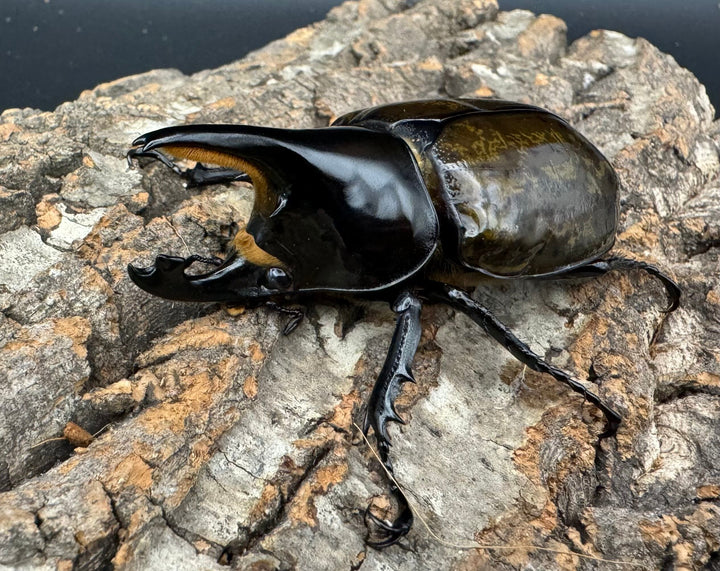 《マヤシロカブト 79mm ペア》