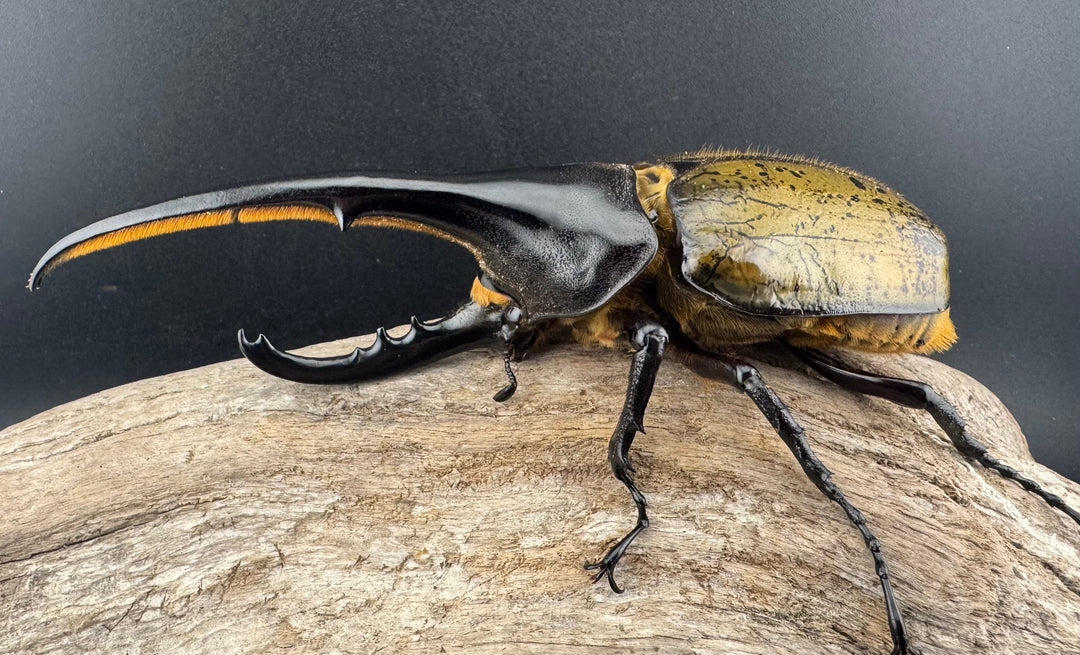 《ヘラクレス・ヘラクレス 147mm ペア》