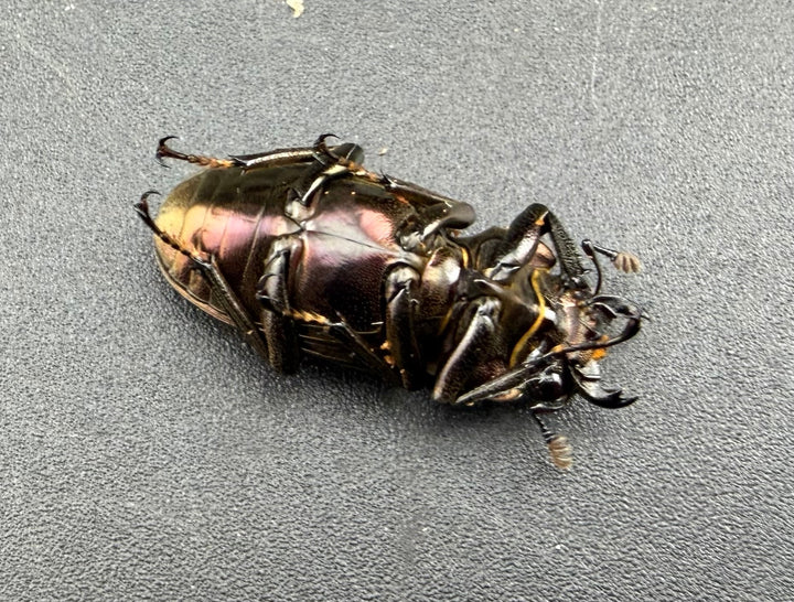 《メタリフェルホソアカ亜種finae 76mm ペア》