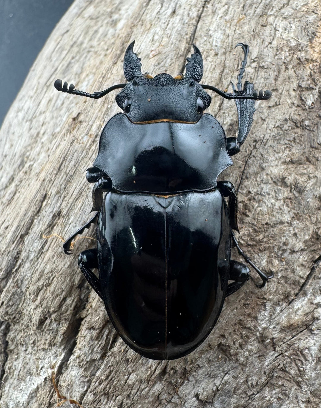 【WD】《インターメディアツヤクワガタ ネグロス島産 95.5mm A’品ペア》