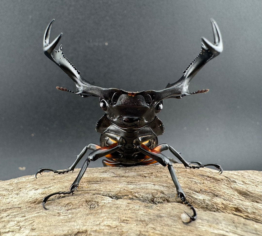 【WD】《スペキオススシカクワガタ 56mm ペア》