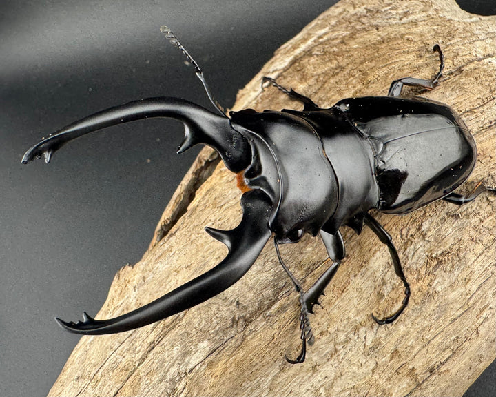 【WD】《インターメディアツヤクワガタ ネグロス島産 94mm ペア》