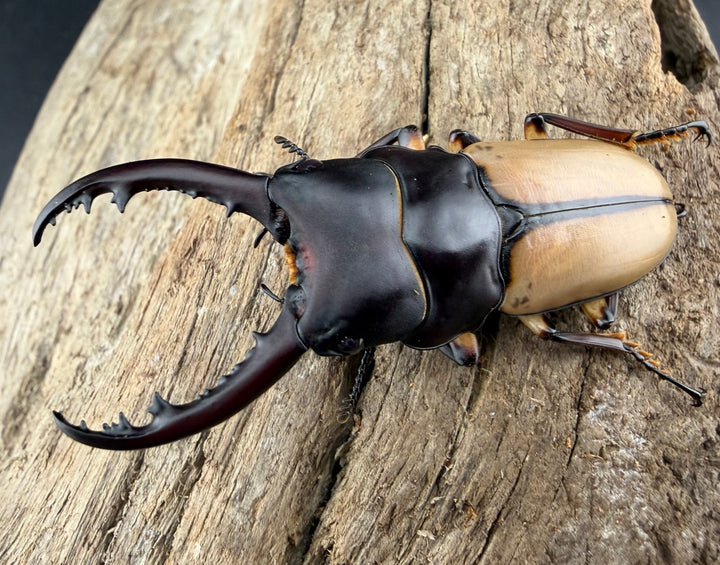 【WF4】《ブルイジンノコギリ原名亜種 50.5mm ペア》