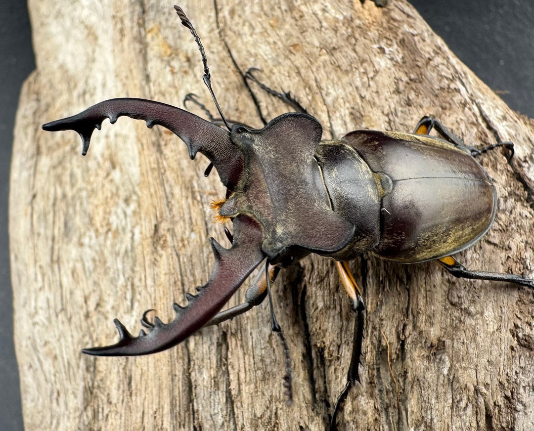 【WD】《ディボウスキーミヤマ原名亜種（チョウセンミヤマ） 遼寧省産 56mm ペア》