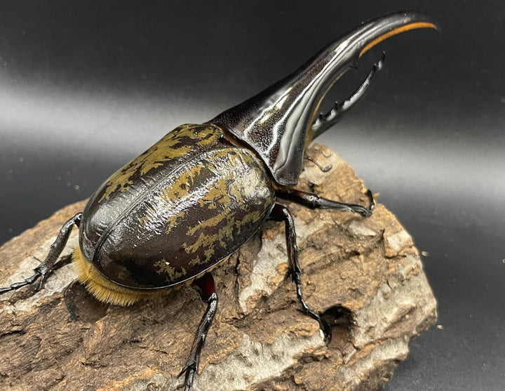 《ヘラクレス・ヘラクレス 143mm ペア》KING HERCULES氏ブリード個体