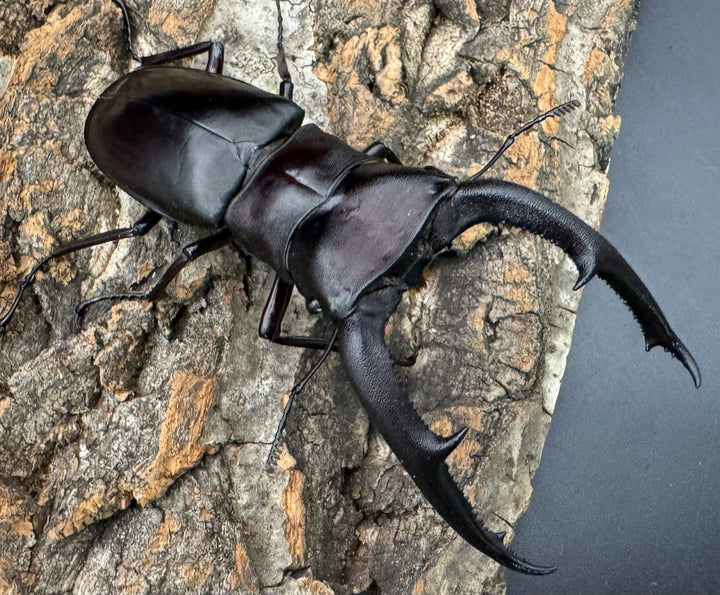 【WD】《マンディブラリスフタマタ 93mm ペア》