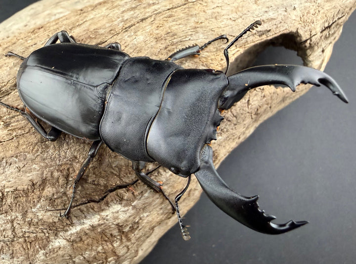 【WF2】《カヤパヒラタクワガタ 68mm ペア》