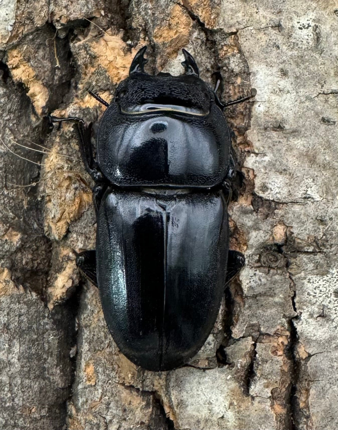 【WF1】即ブリ《マリンドッケヒラタ 90mm ペア》