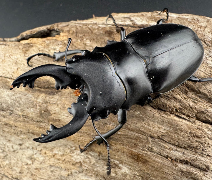 【WD】《アルケスツヤクワガタ ボアク島産 66.5mm A'品ペア》