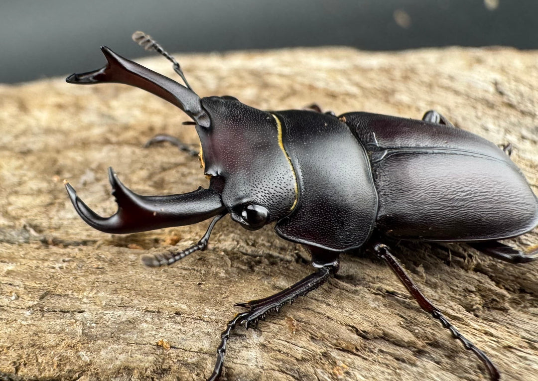 【WD】《セグーコクワガタ 27mm ペア》