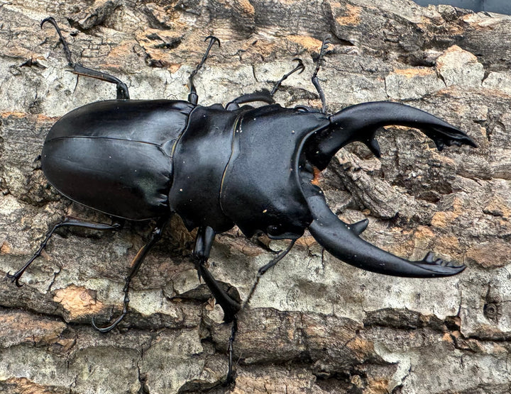 【WD】大型《ミンダナオアルケスツヤクワガタ 91mm ペア》