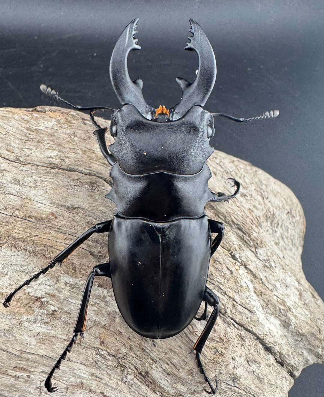 【WD】《ミンダナオアルケスツヤクワガタ 76.5mm ペア》