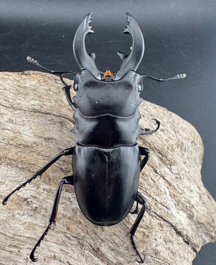 【WD】《ミンダナオアルケスツヤクワガタ 76.5mm ペア》