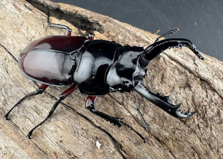 【WD】《オーベルチュールクロツヤシカ 50mm ペア》