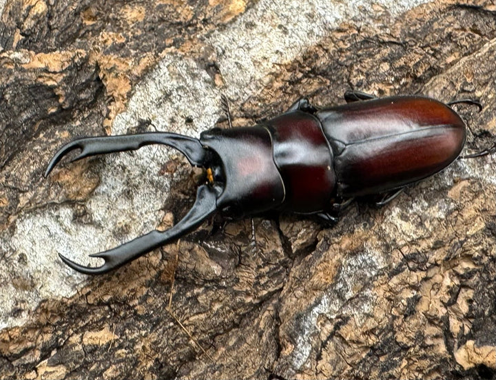 【WD】《カプレコルヌスウスバ 40mm ペア》