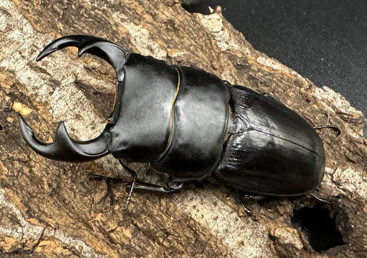 【WD】《ジャワパリーオオクワ 66mm ♂A’品ペア》