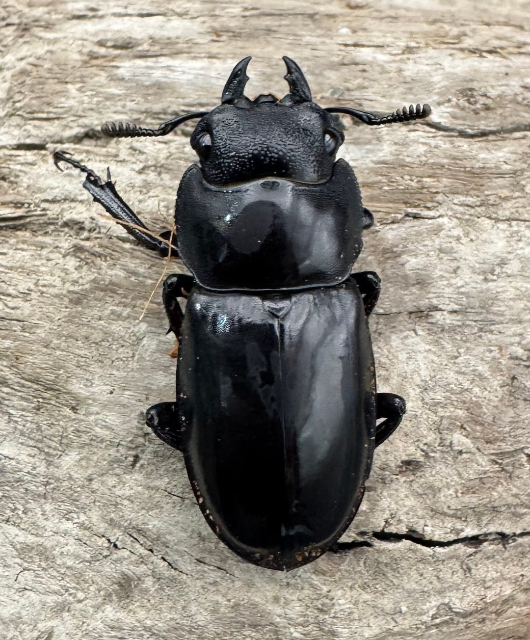 【WD】《セアカフタマタ（パリーフタマタ） 55mm ペア》