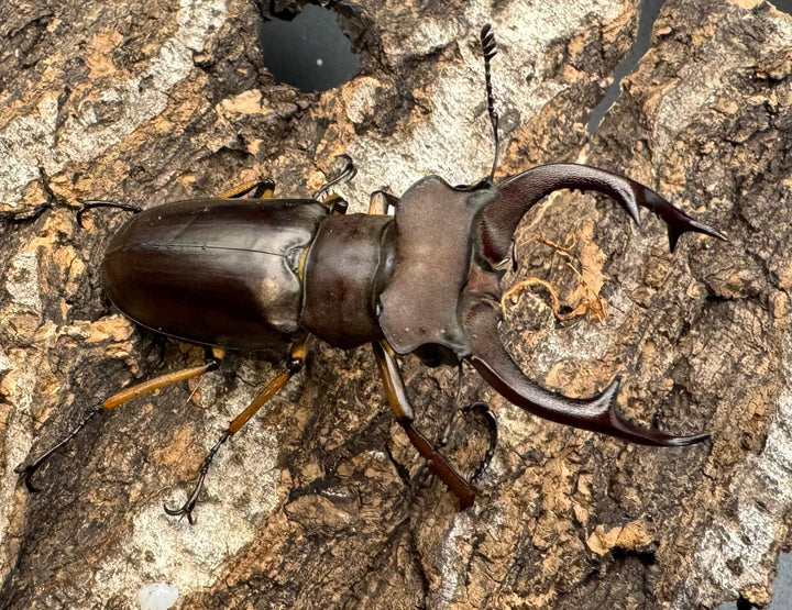 【WD】《フェアメイルミヤマクワガタ 52mm ♂♀♀トリオ》