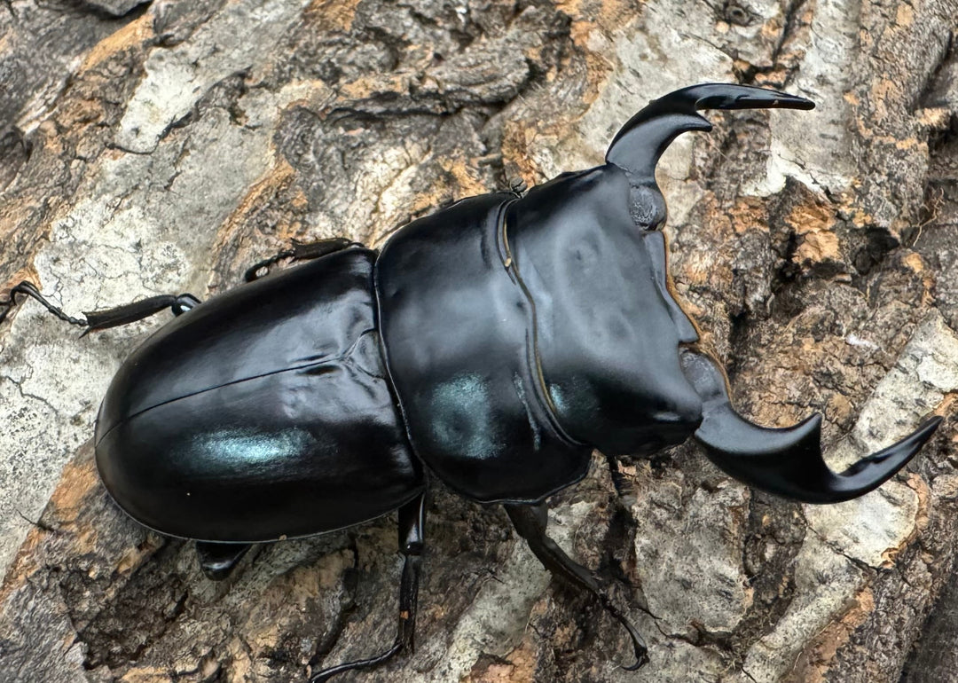 《インドアンタエウス タイガーヒル産 70mm ペア》