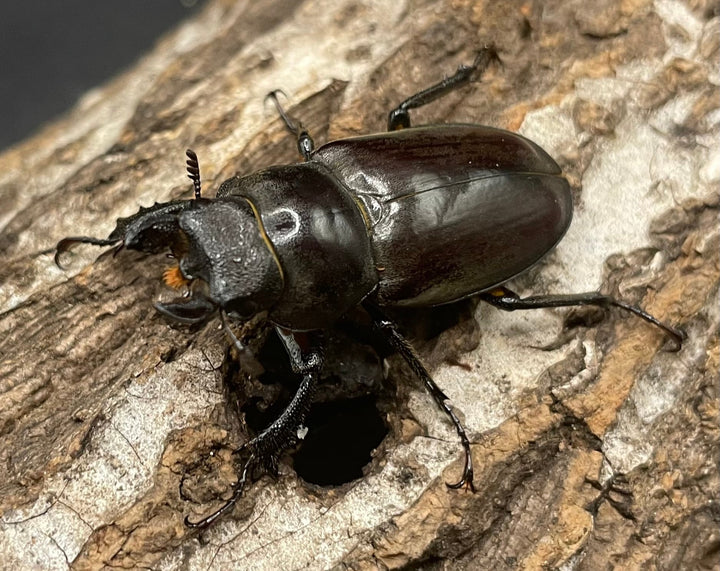 【WD】《フォントミヤマクワガタ 60mm ペア》