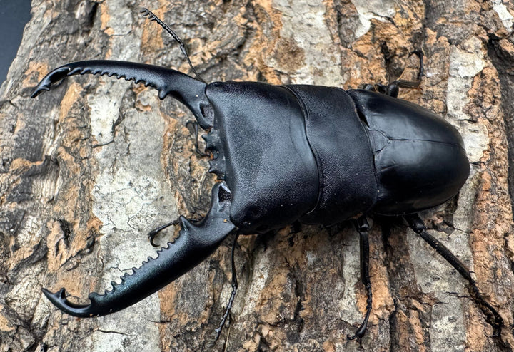 《パラワンオオヒラタクワガタ 93.1mm B品ペア》