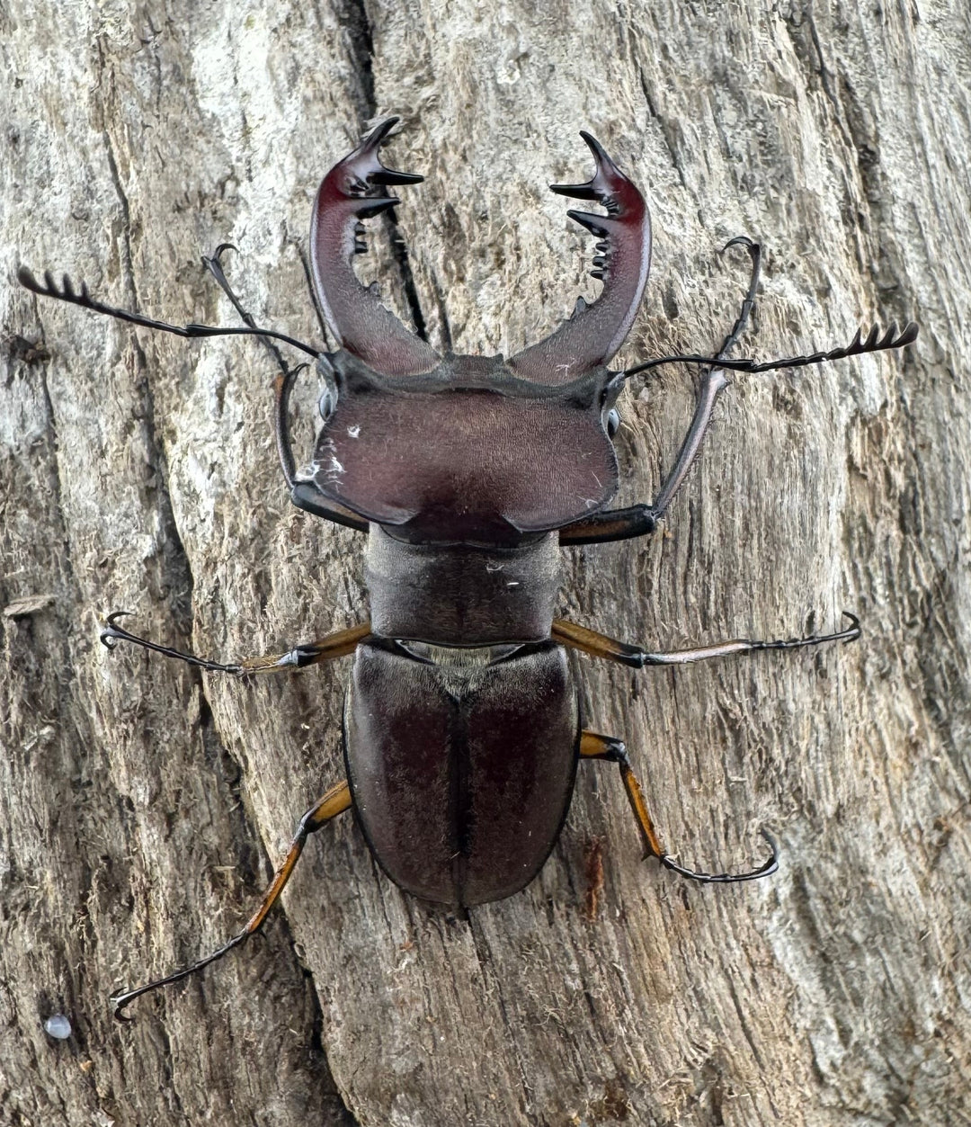 【WD】大型《ウーイーミヤマクワガタ 41.5mm ♂♀♀トリオ》