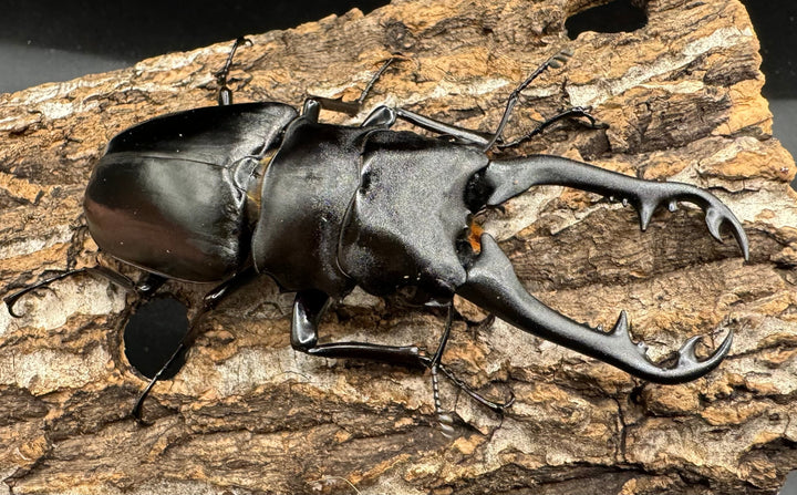 【WD】《ギラファノコギリ亜種ボロブドゥール 91.5mm ♀A'品ペア》