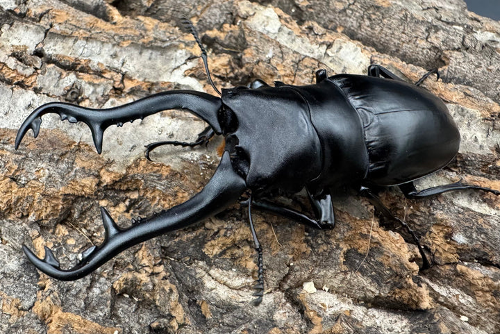 【WF1】《ギラファノコギリ原名亜種 タイ産 95mm ペア》①