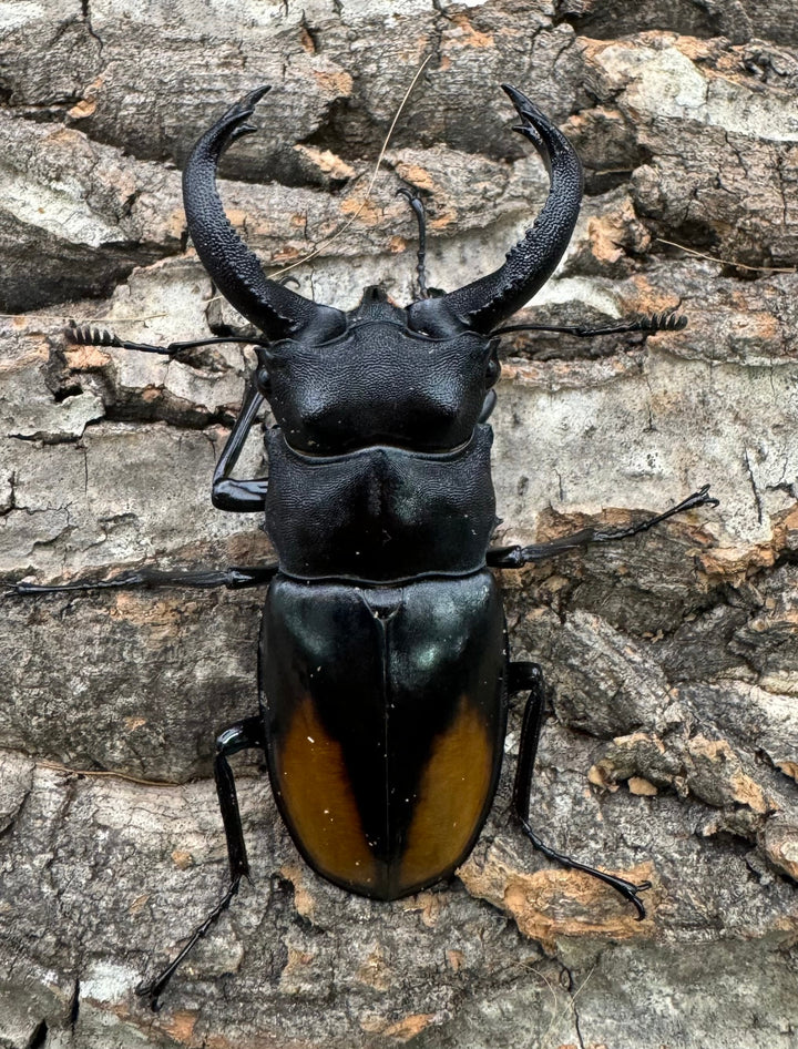 【WD】《セアカフタマタ（パリーフタマタ） 75mm ペア》