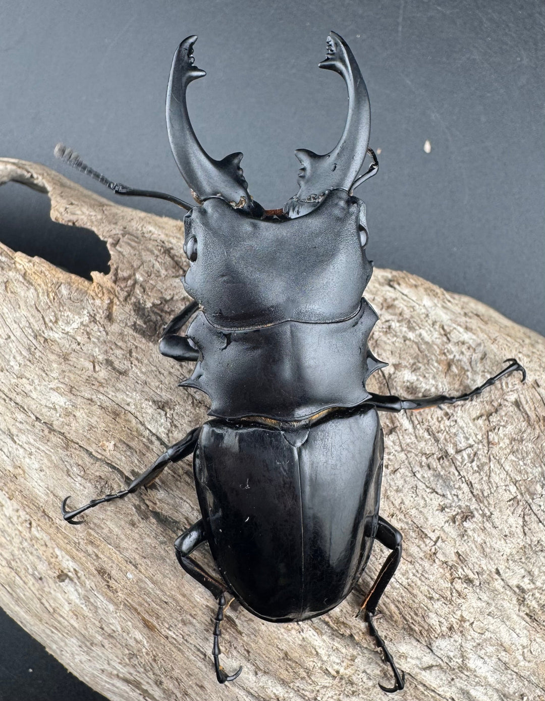 【WD】《インターメディアツヤクワガタ ロハス産 81mm ペア》