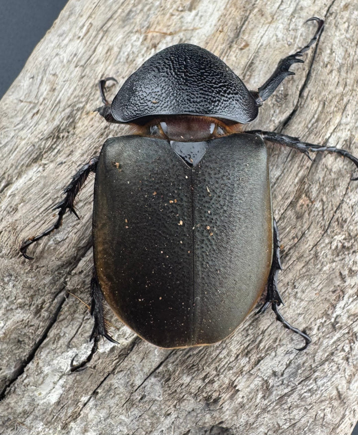 【WD】《アトラスオオカブト原名亜種 パロロ パル産 91mm ペア》