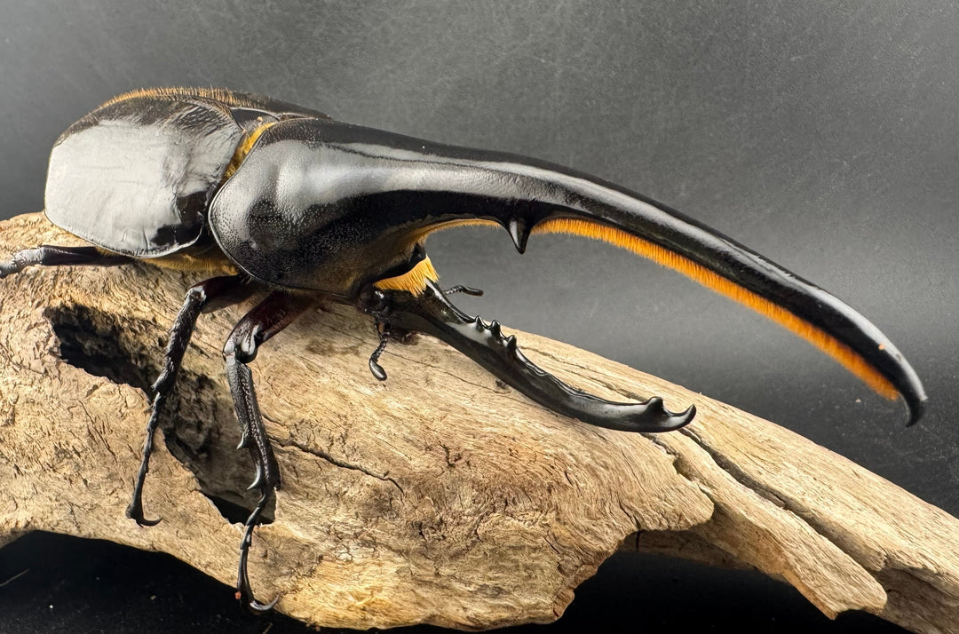 即ブリ《ヘラクレス・ヘラクレス 優良血統 139mm ペア》