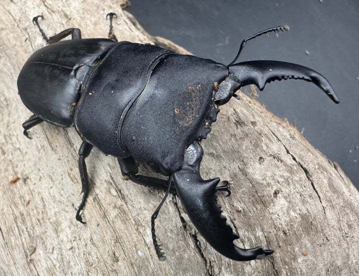 【WD】《東ペレンヒラタクワガタ 70mm ペア》