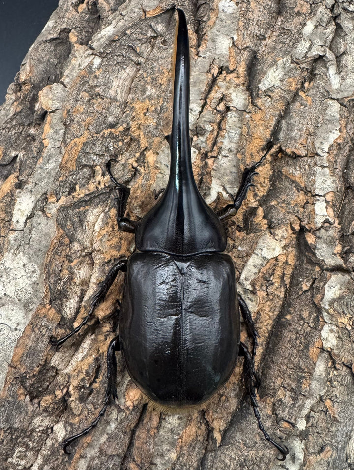 《ヘラクレス・ヘラクレス 125mm ペア》