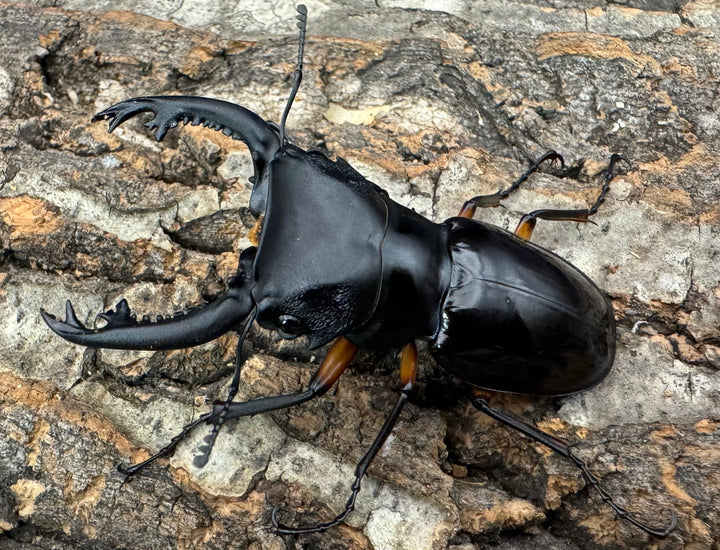 【WD】《インペリアリスツヤ亜種komorii 68mm ペア》