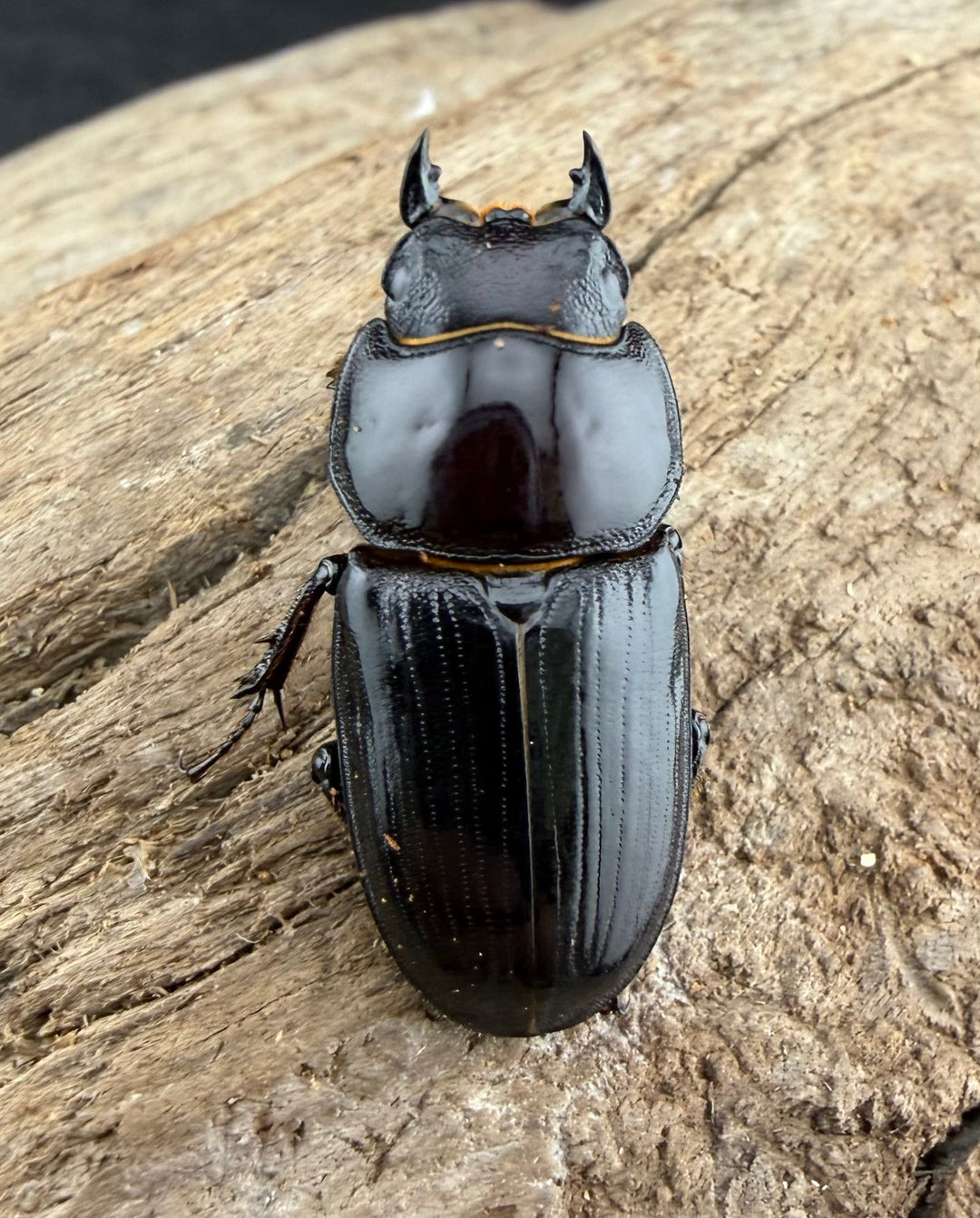 《スキットオオクワガタ 31mm ペア》