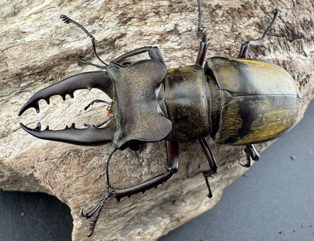 【WD】大型《ファンジンシャンミヤマクワガタ 63mm ペア》