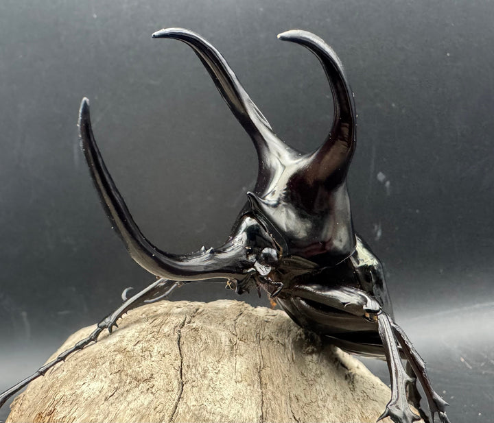 【WD】《モーレンカンプオオカブト 102mm ペア》