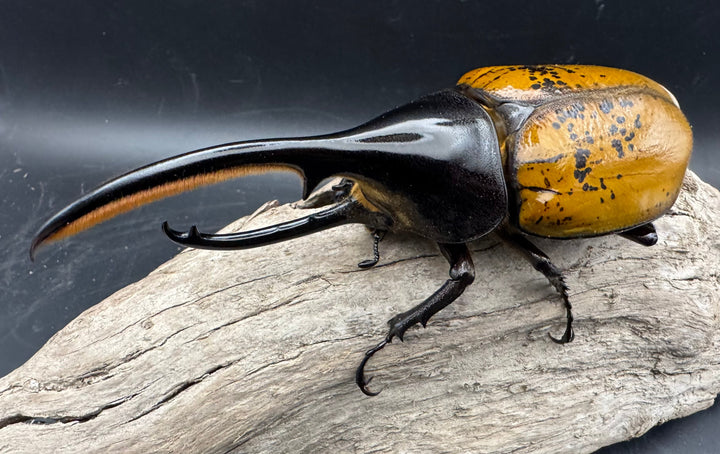 《 ヘラクレス・エクアトリアヌス 煌血統 128mm B品ペア》inohiro109氏ブリード個体