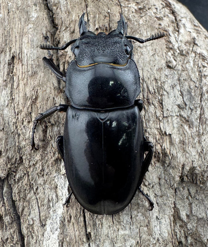 【WD】《リノケロスフタマタ 86mm ペア》