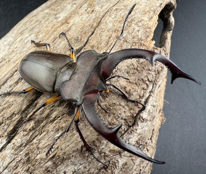 【WD】大型《フォントミヤマクワガタ 61mm ペア》①