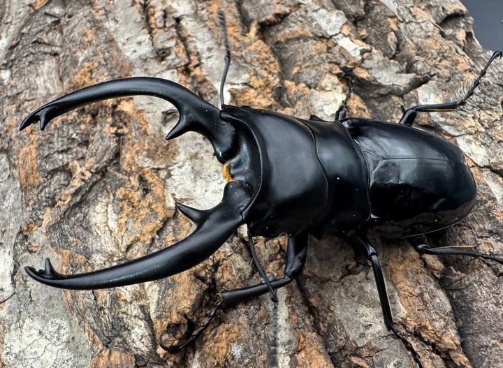 【WD】《インターメディアツヤクワガタ ネグロス産 97.5mm ペア》