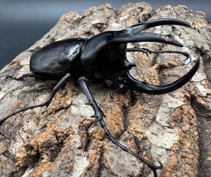 【WD】《モーレンカンプオオカブト 92.5mm ペア》