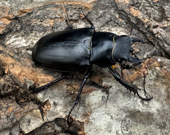 【WD】《ミンイミヤマ Free ♀単B品》