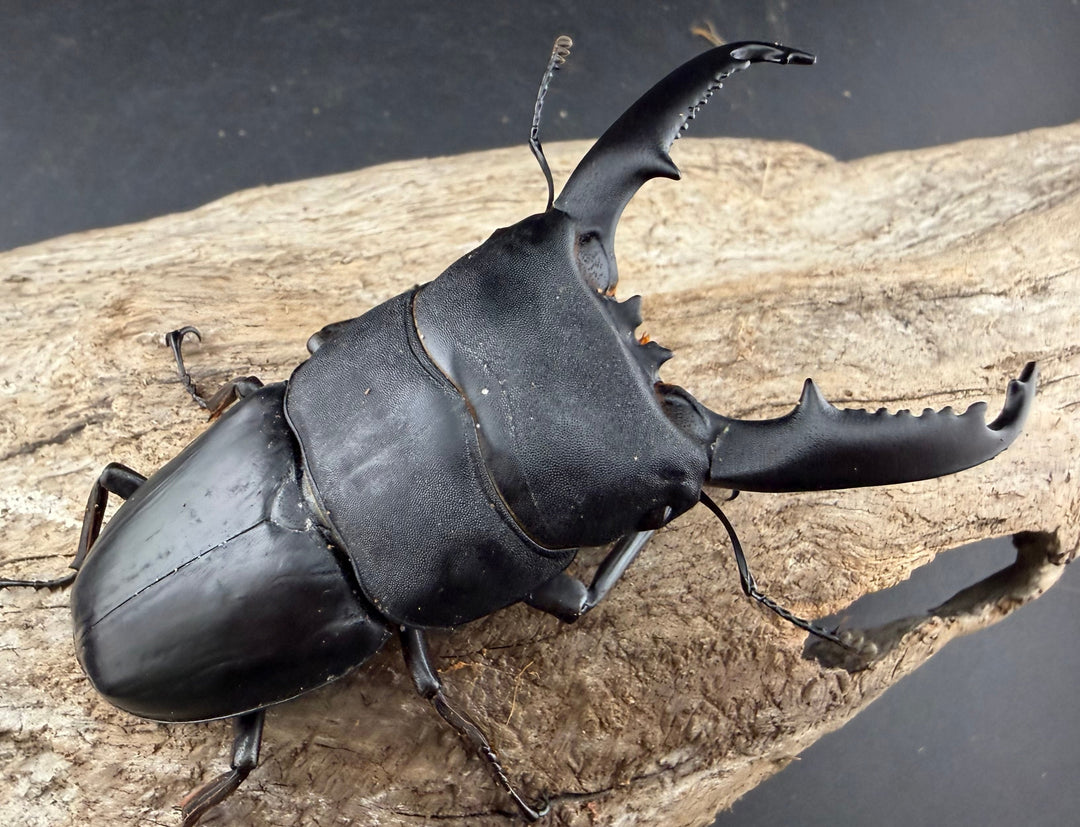 【WD】《ミンダナオヒラタ マラグサン産 91mm ペア》